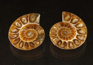Ammonit, Madagaskar