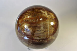 Versteinertes Holz / Madagaskar